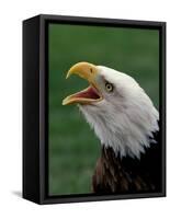 Bald Eagle-Art Wolfe-Framed Stretched Canvas