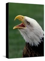 Bald Eagle-Art Wolfe-Stretched Canvas