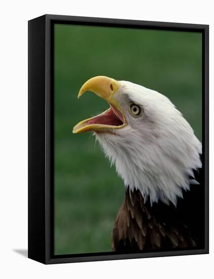 Bald Eagle-Art Wolfe-Framed Stretched Canvas