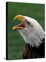 Bald Eagle-Art Wolfe-Stretched Canvas