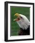 Bald Eagle-Art Wolfe-Framed Photographic Print