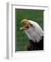 Bald Eagle-Art Wolfe-Framed Photographic Print