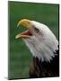 Bald Eagle-Art Wolfe-Mounted Photographic Print