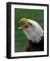 Bald Eagle-Art Wolfe-Framed Photographic Print