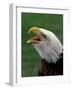 Bald Eagle-Art Wolfe-Framed Photographic Print