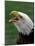 Bald Eagle-Art Wolfe-Mounted Photographic Print