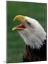 Bald Eagle-Art Wolfe-Mounted Photographic Print