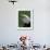 Bald Eagle-Art Wolfe-Framed Photographic Print displayed on a wall