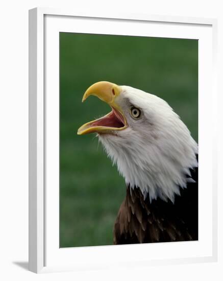 Bald Eagle-Art Wolfe-Framed Photographic Print