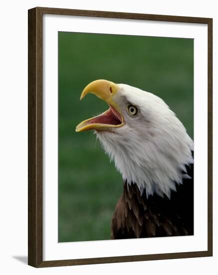 Bald Eagle-Art Wolfe-Framed Photographic Print