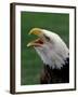 Bald Eagle-Art Wolfe-Framed Photographic Print