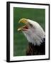 Bald Eagle-Art Wolfe-Framed Photographic Print