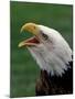 Bald Eagle-Art Wolfe-Mounted Photographic Print