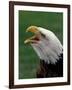 Bald Eagle-Art Wolfe-Framed Photographic Print