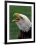 Bald Eagle-Art Wolfe-Framed Photographic Print