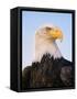 Bald Eagle-Chase Swift-Framed Stretched Canvas