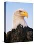 Bald Eagle-Chase Swift-Stretched Canvas