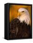 Bald Eagle-W^ Perry Conway-Framed Stretched Canvas