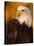 Bald Eagle-W^ Perry Conway-Stretched Canvas