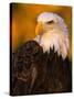 Bald Eagle-W^ Perry Conway-Stretched Canvas