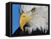 Bald Eagle-W. Perry Conway-Framed Stretched Canvas