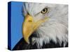 Bald Eagle-W. Perry Conway-Stretched Canvas