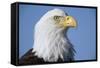 Bald Eagle-Paul Souders-Framed Stretched Canvas