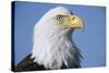 Bald Eagle-Paul Souders-Stretched Canvas