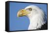 Bald Eagle-Paul Souders-Framed Stretched Canvas