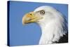 Bald Eagle-Paul Souders-Stretched Canvas