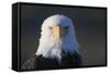 Bald Eagle-Paul Souders-Framed Stretched Canvas