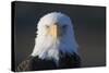 Bald Eagle-Paul Souders-Stretched Canvas