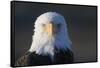 Bald Eagle-Paul Souders-Framed Stretched Canvas