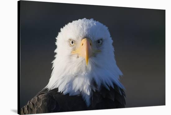 Bald Eagle-Paul Souders-Stretched Canvas