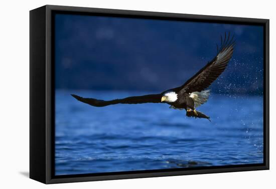 Bald Eagle-null-Framed Stretched Canvas