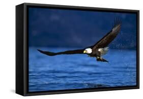 Bald Eagle-null-Framed Stretched Canvas