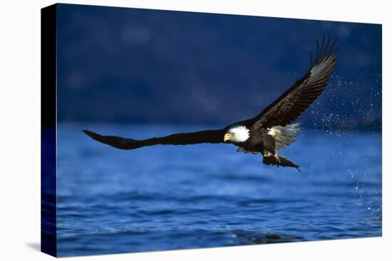 Bald Eagle-null-Stretched Canvas