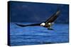 Bald Eagle-null-Stretched Canvas