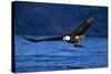 Bald Eagle-null-Stretched Canvas