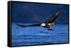 Bald Eagle-null-Framed Stretched Canvas