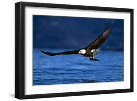 Bald Eagle-null-Framed Premium Photographic Print