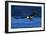 Bald Eagle-null-Framed Premium Photographic Print