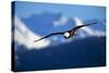 Bald Eagle-null-Stretched Canvas