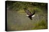 Bald Eagle-null-Stretched Canvas