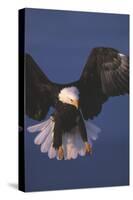 Bald Eagle-null-Stretched Canvas