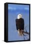 Bald Eagle-null-Framed Stretched Canvas