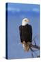 Bald Eagle-null-Stretched Canvas