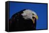 Bald Eagle-W. Perry Conway-Framed Stretched Canvas