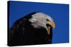 Bald Eagle-W. Perry Conway-Stretched Canvas