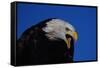 Bald Eagle-W. Perry Conway-Framed Stretched Canvas